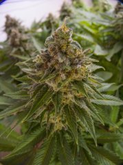 Blue Gelato 41