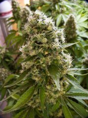 Blue Gelato 41