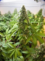 Blue Gelato 41