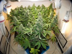 Blue Gelato 41