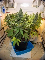 Blue Gelato 41
