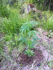 IMG_20190619_183942.jpg