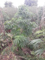 Killer kush sweet seeds F1 FV