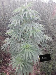 S.A.D. sweet seeds F1 FV