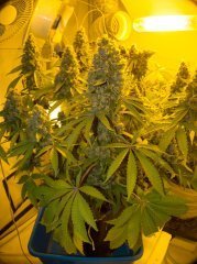 Blue Gelato 41