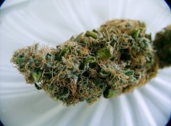 Blue Gelato 41