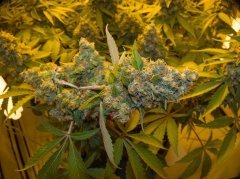Blue Gelato 41