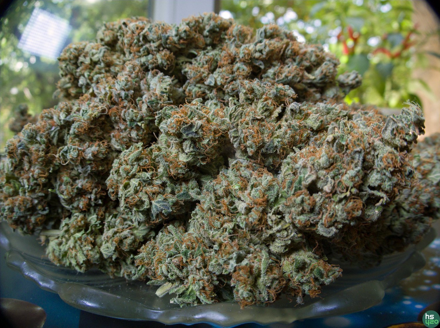 Holy Grail 69/Blue Gelato 41