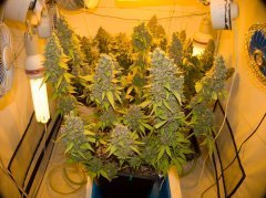 Blue Gelato 41
