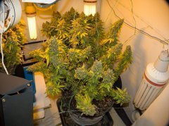 Blue Gelato 41