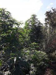 Lsd от Errors seeds