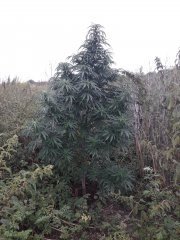 Killer kush F1 FV sweet seeds