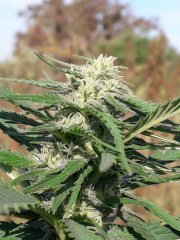 Critical от RQS.