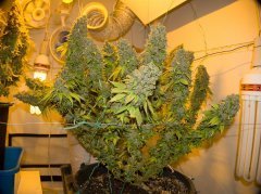 Blue Gelato 41