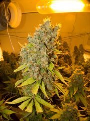 Blue Gelato 41