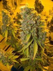 Blue Gelato 41