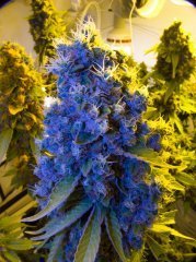 Blue Gelato 41