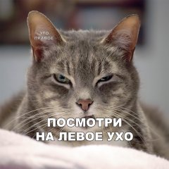 D8101369-F9A7-415F-AFFB-4FFFF50193B0.jpeg