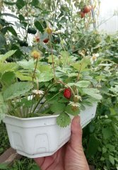 Ручная земляника..