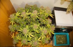 Holy Grail 69