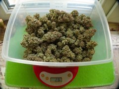Holy Grail 69