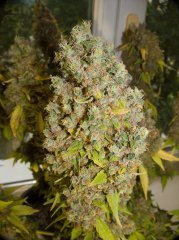 Blue Gelato 41