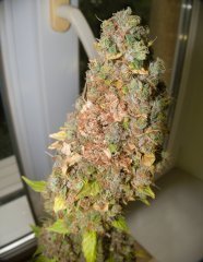 Blue Gelato 41