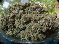 Blue Gelato 41