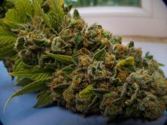 Blue Gelato 41
