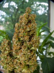 Blue Gelato 41