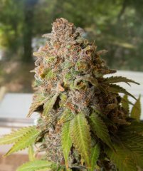 Holy Grail 69