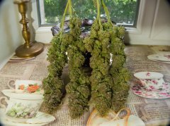 Holy Grail 69