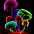chd31