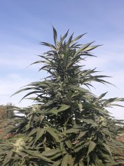 Green Poison F1 FV