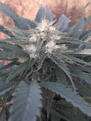 Green Poison