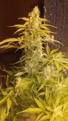 IMG_20190923_235330