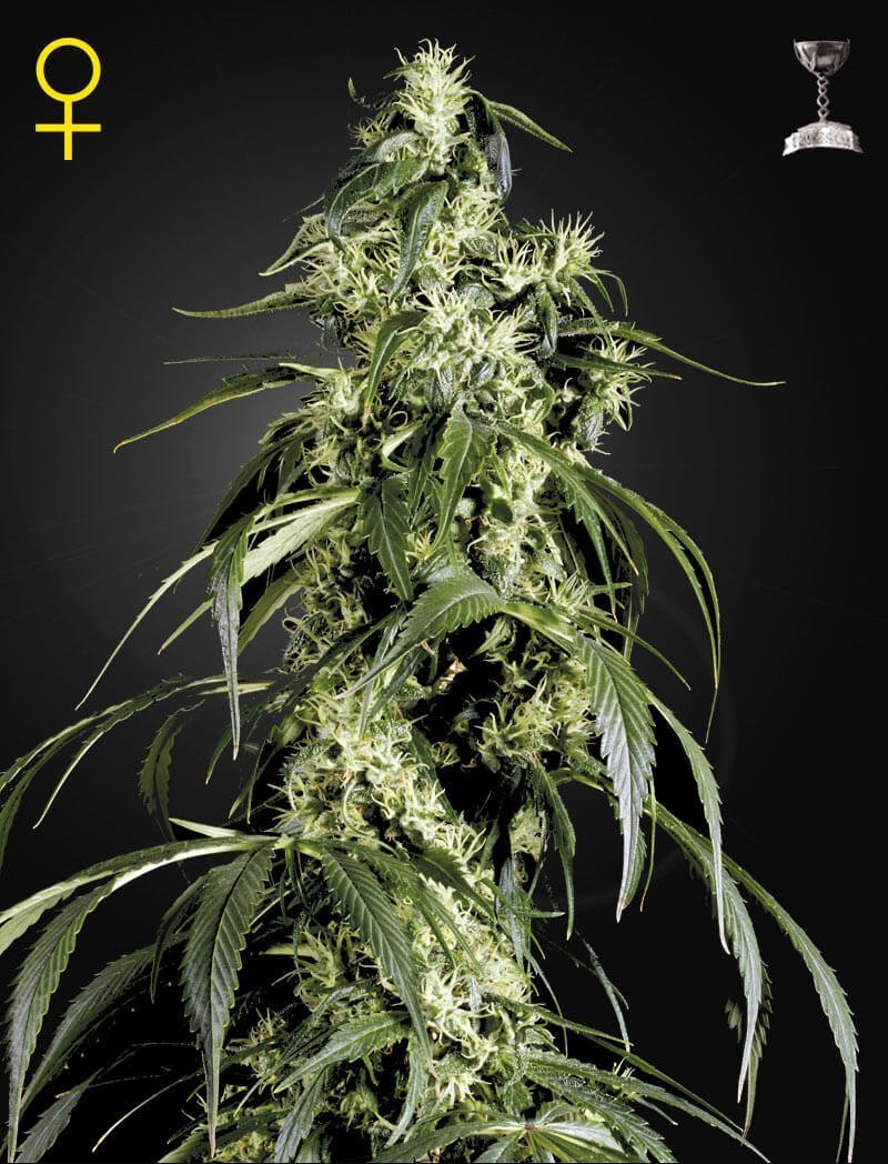 Arjan's Haze 1 