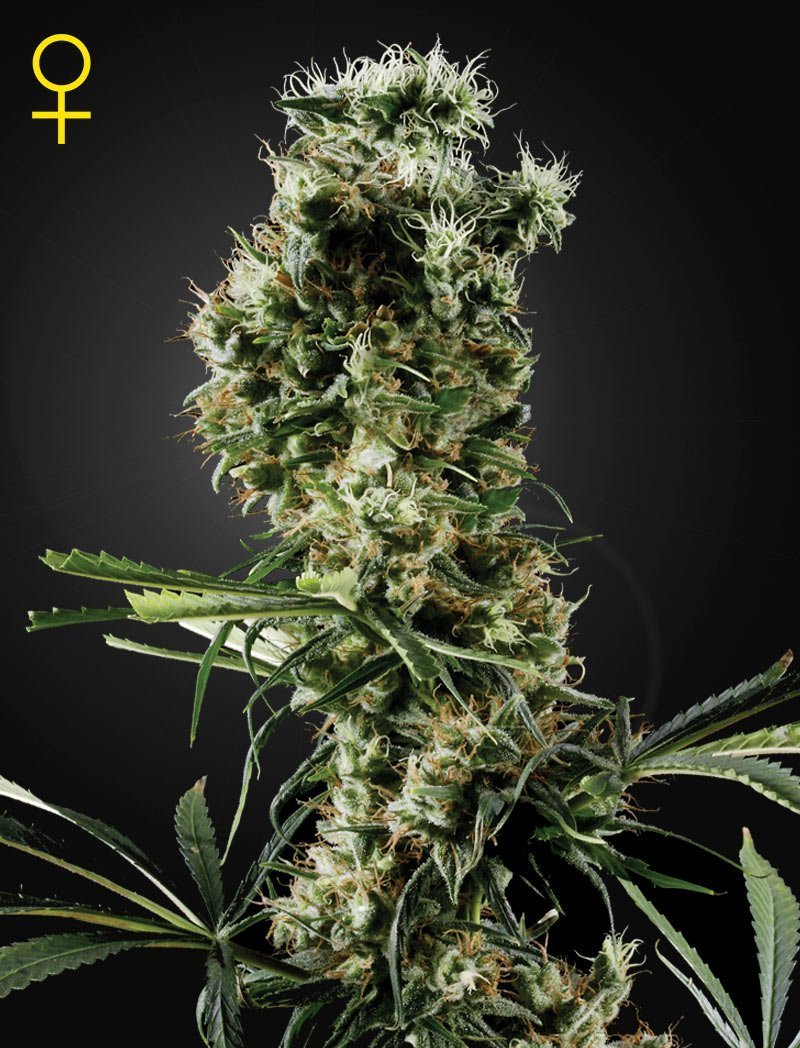 Arjan's Haze 2