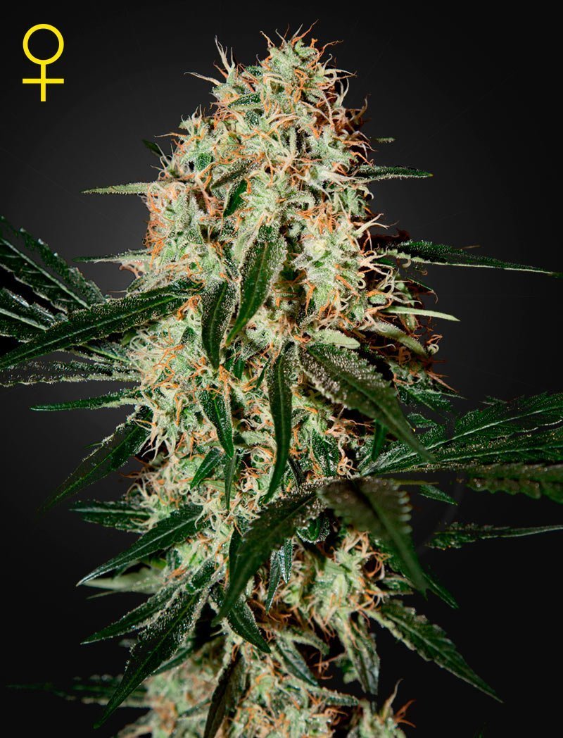  Arjan's Haze 3 