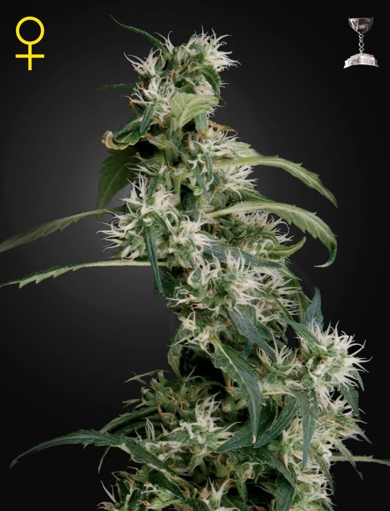 Arjan's Ultra Haze 2