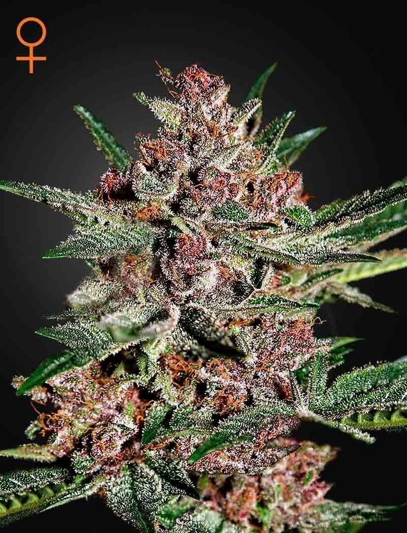 Bubba Kush
