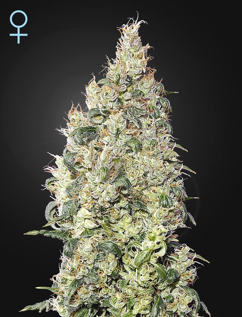 Great White Shark CBD