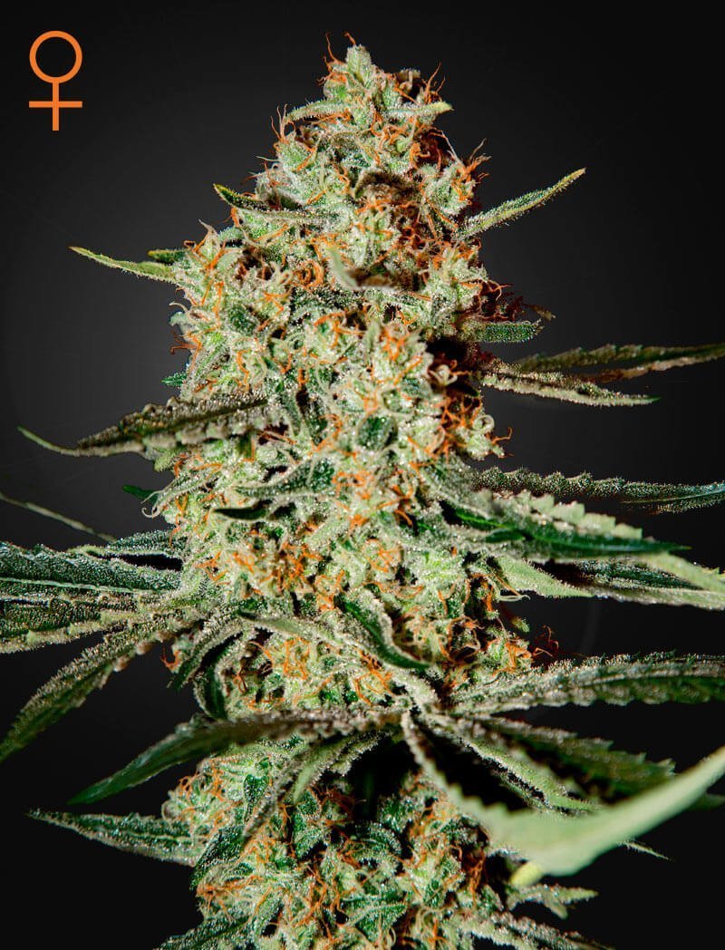 Himalaya Gold 