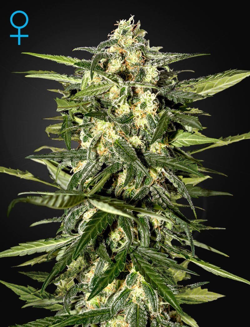 Jack Herer Auto 
