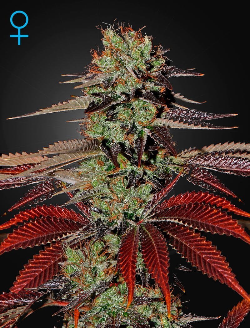 King’s Kush Auto