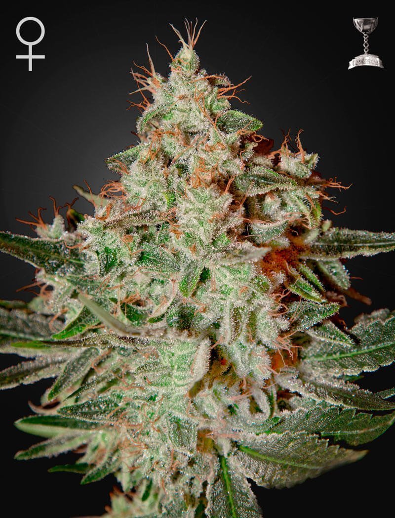 Lemon Skunk