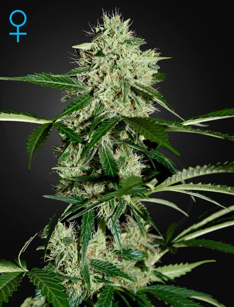 Northern Lights Auto