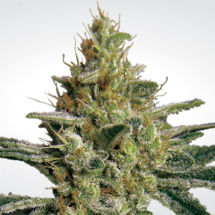 Allkush 