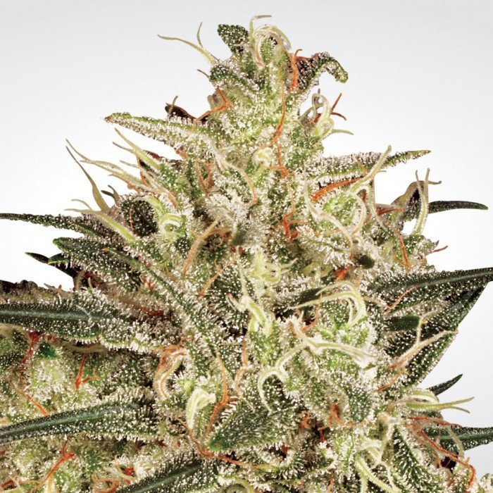 Atomical Haze 