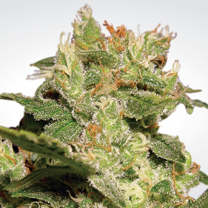 Auto Jack 